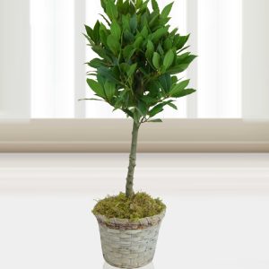Beautiful Bay Tree - Birthday Gifts - Birthday Gift Delivery - Free Chocs