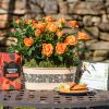 Beautiful Rose Gift
