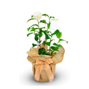 Camellia Gift Wrapped Anniversary Plant - 3 Options! | Wowcher