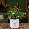 Christmas Cacti - Cacti Plants - Christmas Plants - Christmas Indoor Plants - Christmas Plant Delivery - Plant Gifts - Free Chocs
