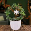 Christmas Ivy Hoop - Christmas Plants - Ivy Plants - Christmas Plant Gifts - Christmas Plant Delivery - Christmas Indoor Plants - Free Chocs