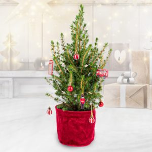 London Letterbox Christmas Tree - Mini Christmas Trees - Letterbox Christmas Trees - Christmas Trees Delivered - Tiny Christmas Trees