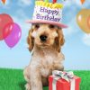 Moonpig Happy Birthday Cute Dog Gift Card