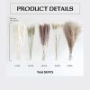 Natural Dried Pampas Grass Bouquet - 6 Options | Wowcher