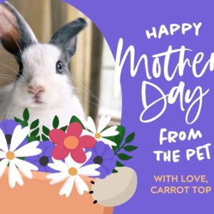 Pet Bouquet 8x6" (20x15cm) Folded Greeting Card - Gloss, Card & Stationery Purple