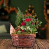 Traditional Christmas Basket - Christmas Plants - Indoor Christmas Plants - Outdoor Christmas Plants - Christmas Plant Gifts - Free Chocs