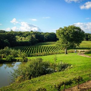 Vineyard Tours & Wine Tasting Gift Experience for Two | Choose a Distillery Tour Instead | 30+ UK Locations |Great Wine Gifts & Gin Distillery Tours