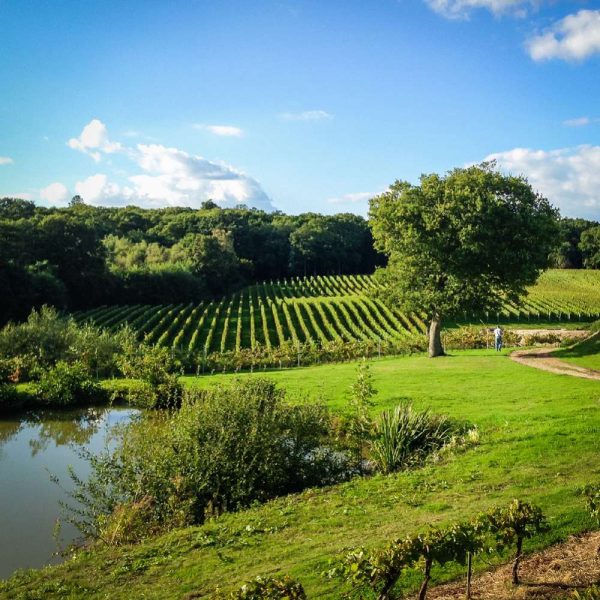 Vineyard Tours & Wine Tasting Gift Experience for Two | Choose a Distillery Tour Instead | 30+ UK Locations |Great Wine Gifts & Gin Distillery Tours