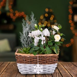White Winter Basket - Christmas Plants - Xmas Plants - Christmas Plant Delivery - Plant Gifts - Plant Gift Delivery - Free Chocs