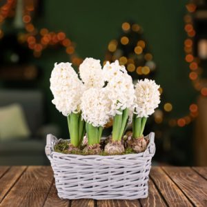 Winter Hyacinth Basket - Christmas Plants - Hyacinths Plants - Xmas Plants - Christmas Plant Delivery - Plant Gifts - Indoor Plants - Free Chocs